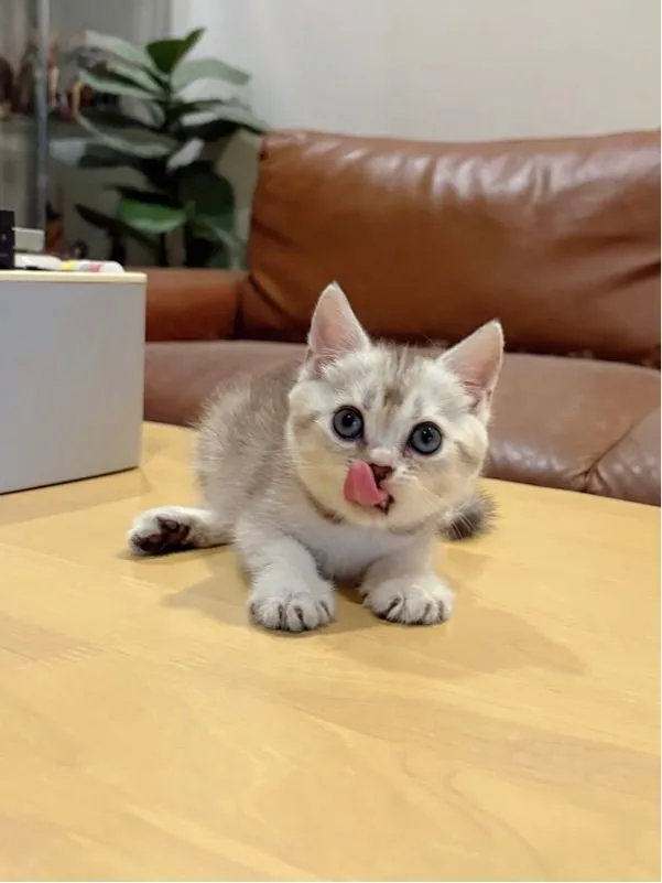 ลูกแมว Scottish Fold