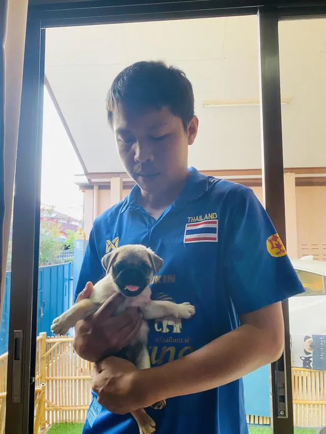 ลูกสุนัขพันธุ์ปั๊กลูกหมาพันธุ์ปั๊กอายุ 45 ถึง 60 วันสายเลือดแท้
