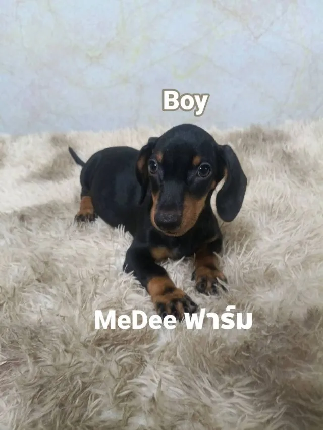 ดัชชุนดำ