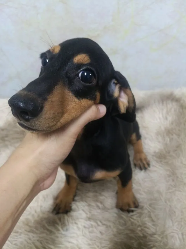 ดัชชุนดำ