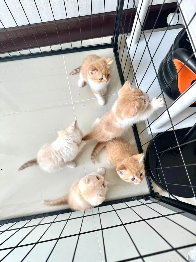 แมวส้ม 🍊 สก็อตติช โฟลด์ - Scottish Fold (ลูกแมว)
