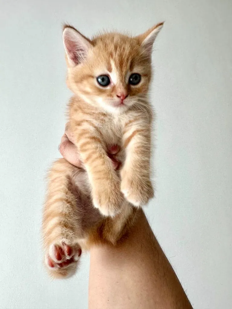 แมวส้ม 🍊 สก็อตติช โฟลด์ - Scottish Fold (ลูกแมว)