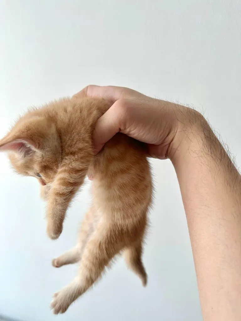 แมวส้ม 🍊 สก็อตติช โฟลด์ - Scottish Fold (ลูกแมว)
