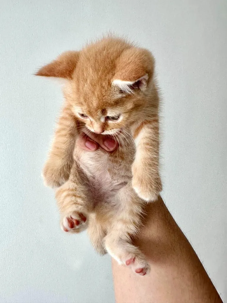 แมวส้ม 🍊 สก็อตติช โฟลด์ - Scottish Fold (ลูกแมว)