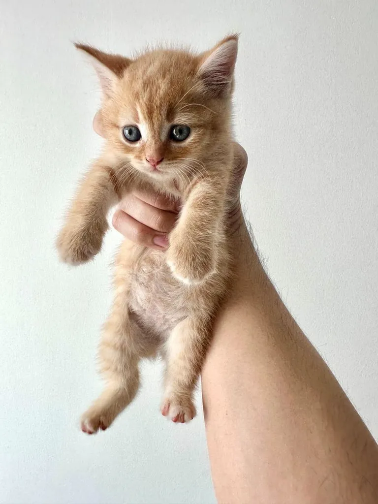 แมวส้ม 🍊 สก็อตติช โฟลด์ - Scottish Fold (ลูกแมว)