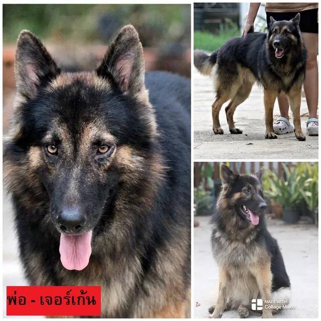 ลูกสุนัขเยอรมันเชพเพิร์ด