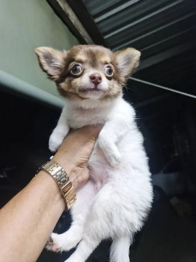สุนัข
