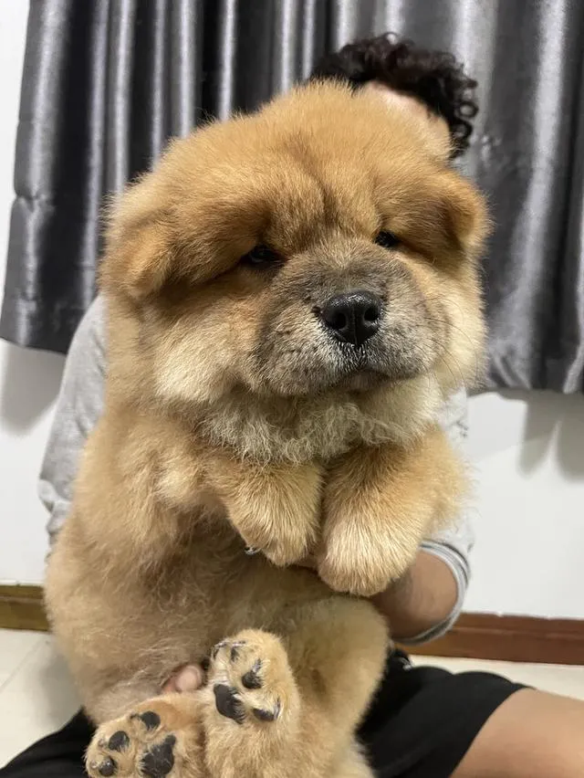 ลูกหมาเชาว์เชาว์ แท้ 100%