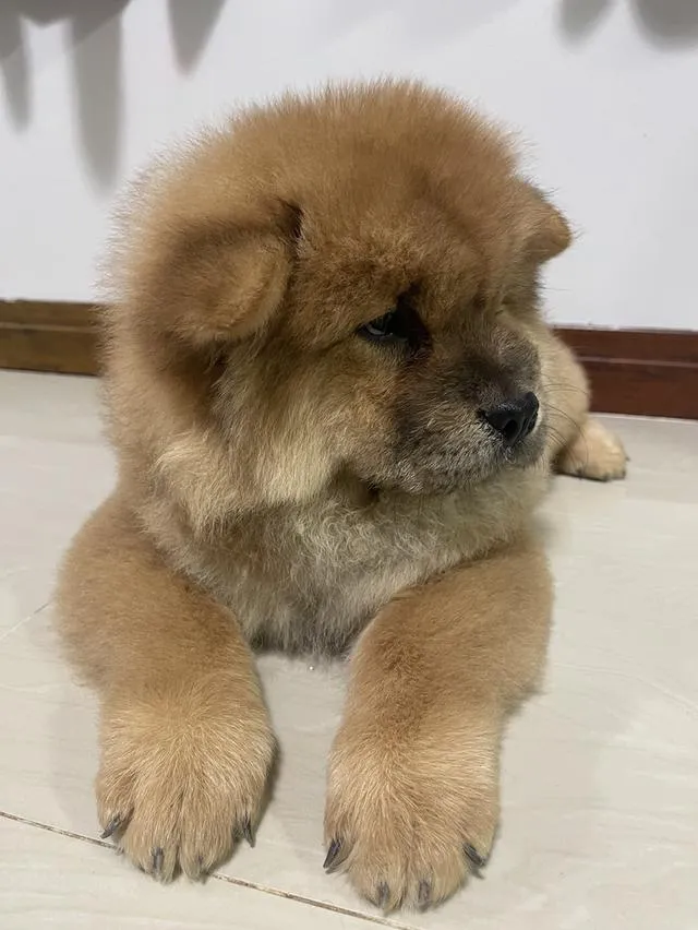 ลูกหมาเชาว์เชาว์ แท้ 100%