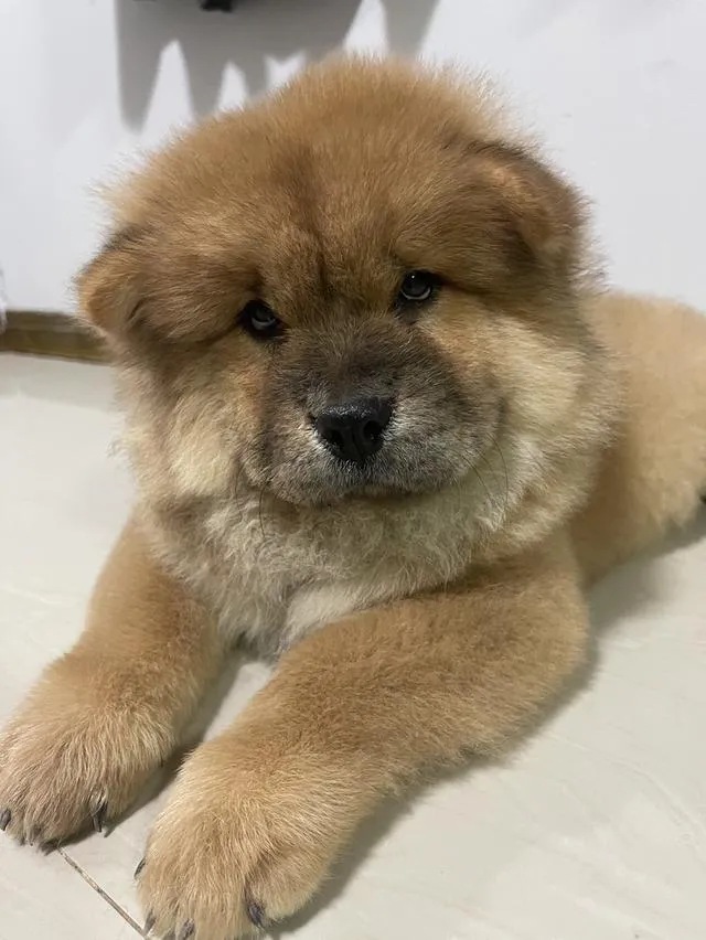 ลูกหมาเชาว์เชาว์ แท้ 100%