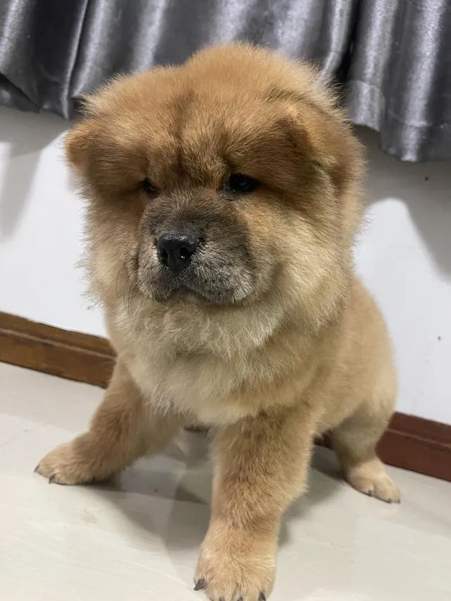 ลูกหมาเชาว์เชาว์ แท้ 100%