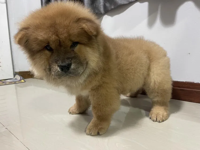 ลูกหมาเชาว์เชาว์ แท้ 100%