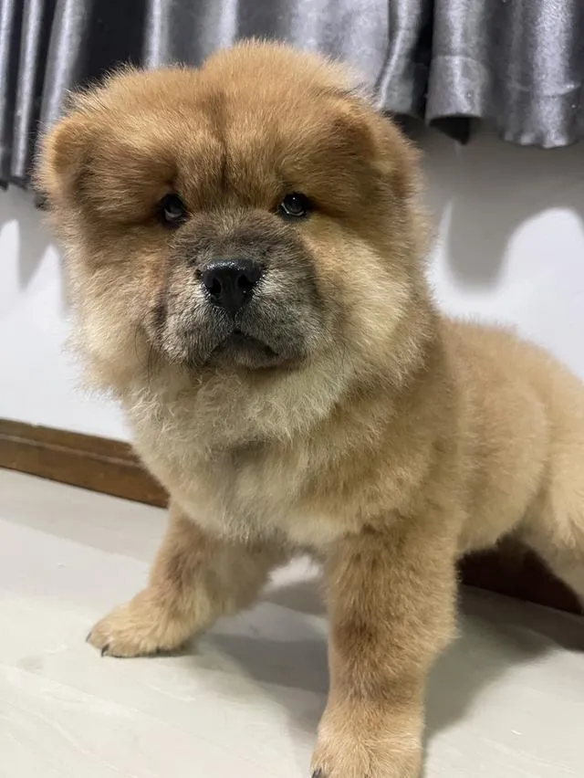 ลูกหมาเชาว์เชาว์ แท้ 100%