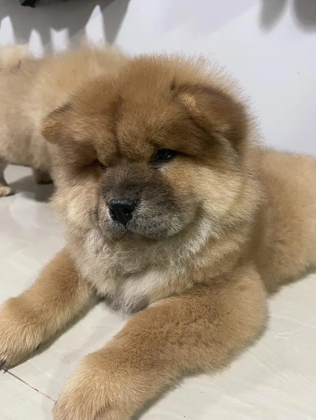ลูกหมาเชาว์เชาว์ แท้ 100%
