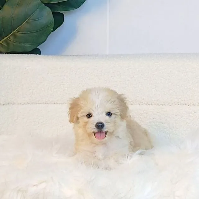 maltipoo มอลติพู เพศผู้ สีน้ำตาลขาว พร้อมวัคซีน5โรคเข็มแรก ถ่ายพยาธิ ใบรับรองจากสัตว์แพทย์ รับประกันสุขภาพ ส่งได้ทั่วไทย