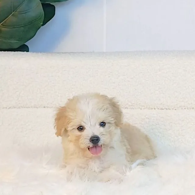 maltipoo มอลติพู เพศผู้ สีน้ำตาลขาว พร้อมวัคซีน5โรคเข็มแรก ถ่ายพยาธิ ใบรับรองจากสัตว์แพทย์ รับประกันสุขภาพ ส่งได้ทั่วไทย