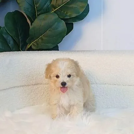 maltipoo มอลติพู เพศผู้ สีน้ำตาลขาว พร้อมวัคซีน5โรคเข็มแรก ถ่ายพยาธิ ใบรับรองจากสัตว์แพทย์ รับประกันสุขภาพ ส่งได้ทั่วไทย