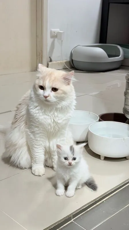 ลูกแมวสกอตติส