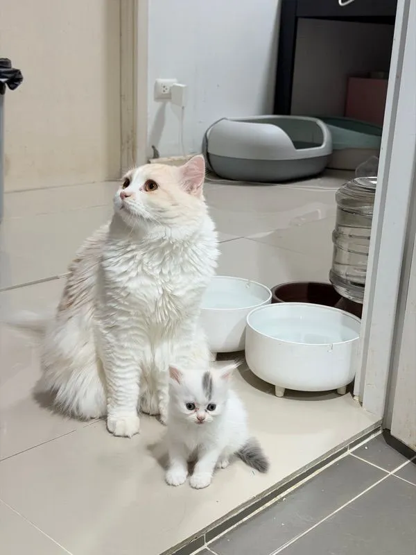 ลูกแมวสกอตติส