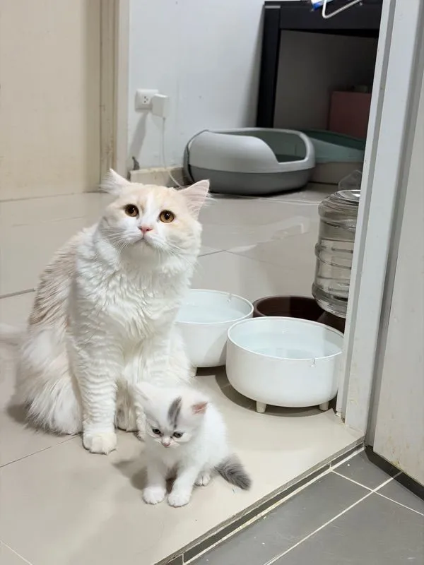 ลูกแมวสกอตติส