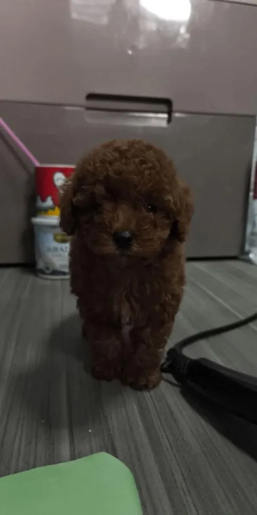 พุดเดิ้ลไซซ์เล็ก เกรด a นะคะ ขอคนสนใจจริง