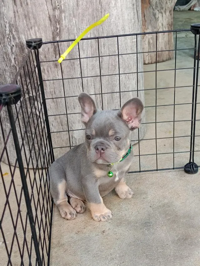 น้องโทนนี่ หาบ้านครับเอ็นดูน้องหน่อย