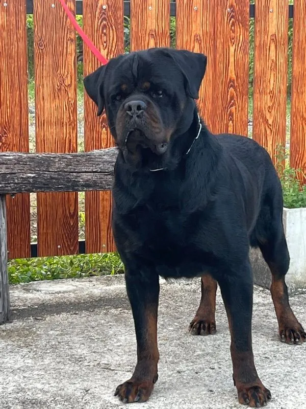 น็อตไวเลอร์นำเข้า