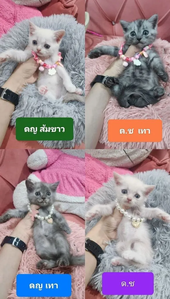 แมว สก็อตติส พร้อมย้าย 🏠 คับ