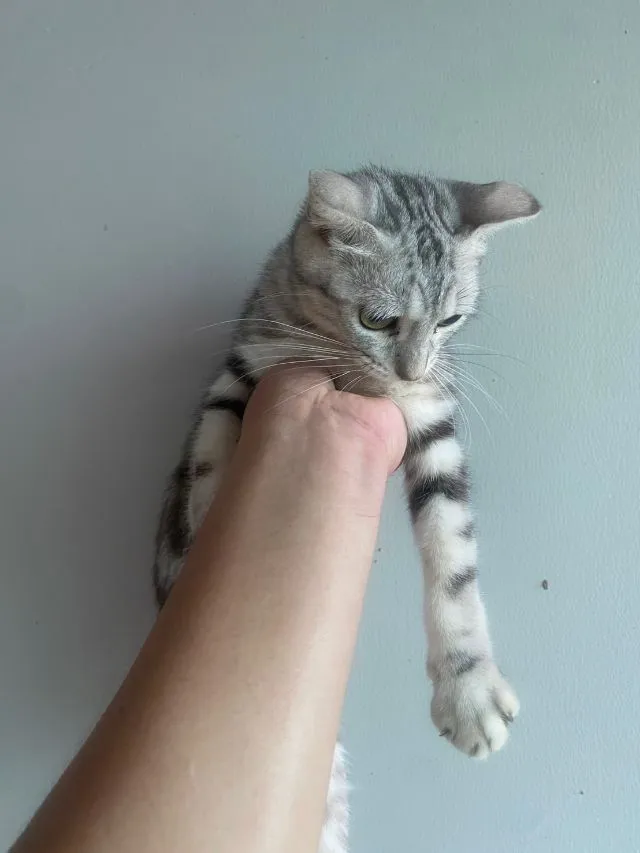 ขายแมวสก็อตติชโฟลด์