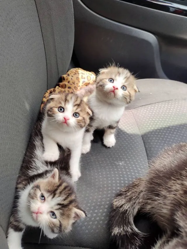 แมว scottish fold