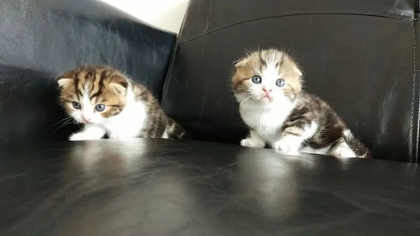 แมว scottish fold