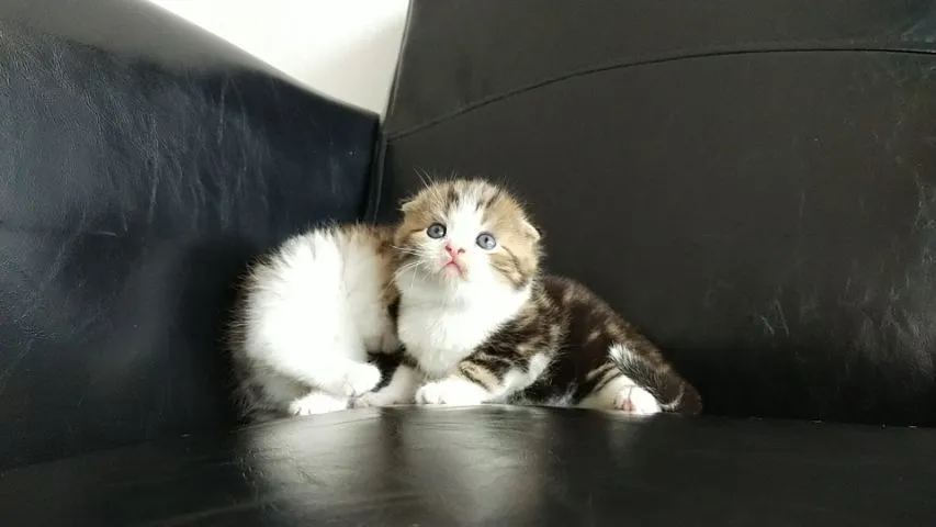 แมว scottish fold