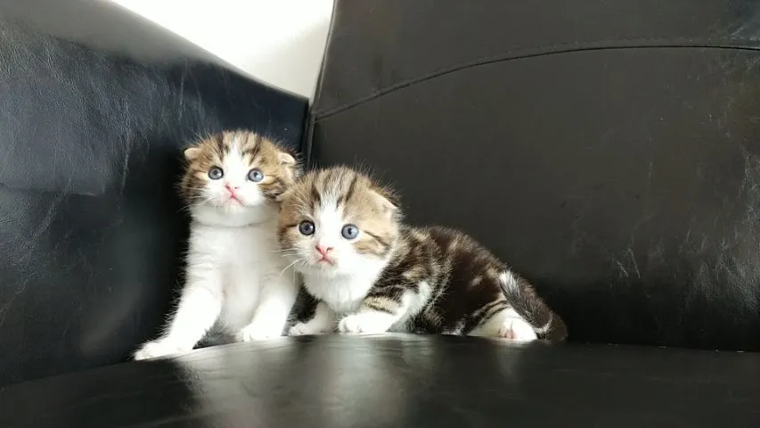 แมว scottish fold