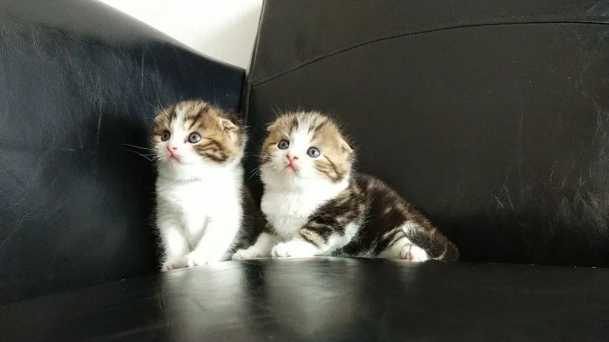 แมว scottish fold