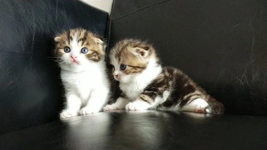 แมว scottish fold