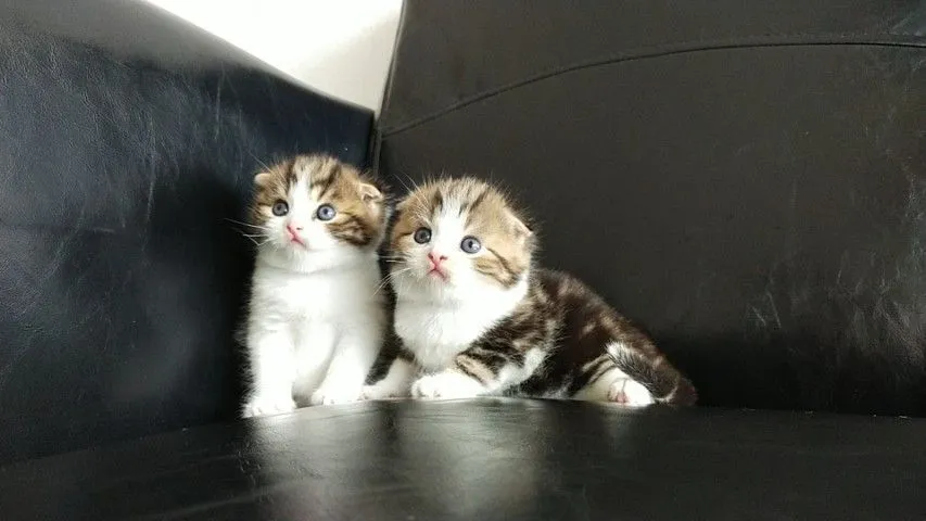แมว scottish fold