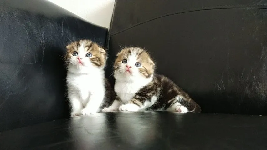 แมว scottish fold