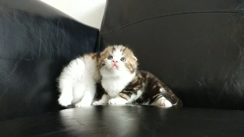 แมว scottish fold