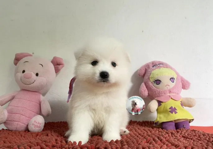 ลูกสปิตซ์แท้ตัวผู้ ขนแน่น ตัวกลม กินเก่งบึกบึนหล่อมาก