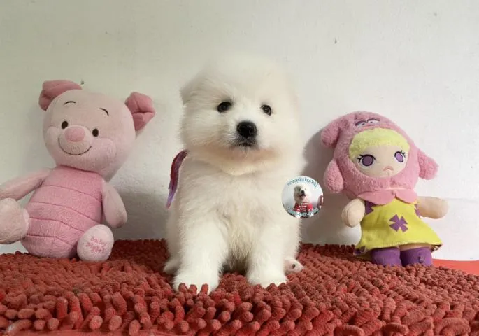 ลูกสปิตซ์แท้ตัวผู้ ขนแน่น ตัวกลม กินเก่งบึกบึนหล่อมาก