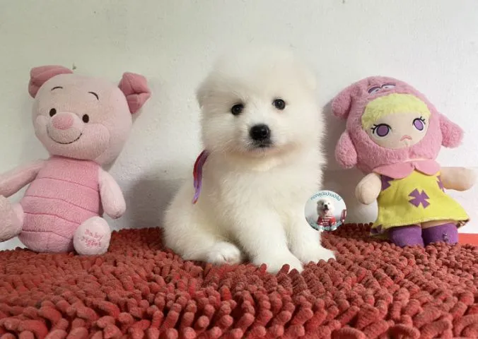 ลูกสปิตซ์แท้ตัวผู้ ขนแน่น ตัวกลม กินเก่งบึกบึนหล่อมาก
