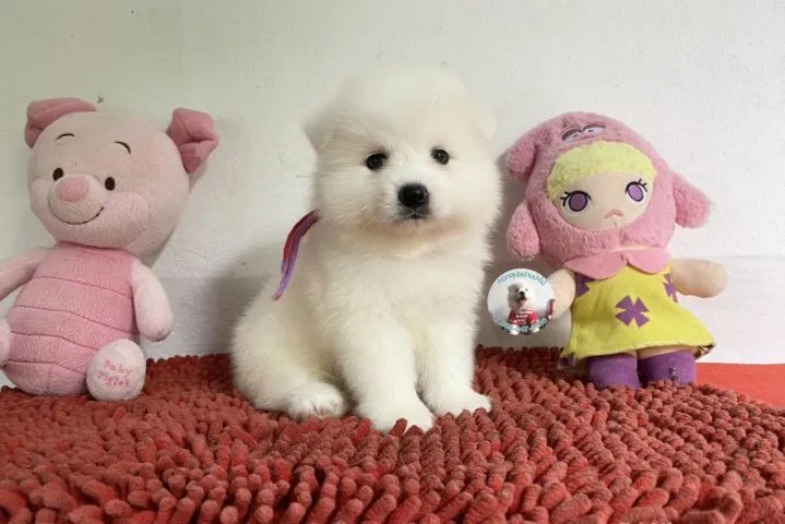 ลูกสปิตซ์แท้ตัวผู้ ขนแน่น ตัวกลม กินเก่งบึกบึนหล่อมาก