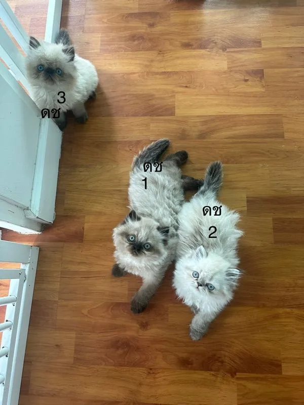 แมวหิมาลายันเปอร์เซียร์