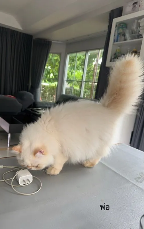 แมวหิมาลายันเปอร์เซียร์