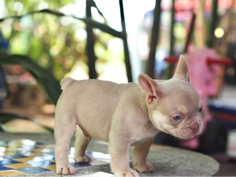 เฟรนบลูด้อก