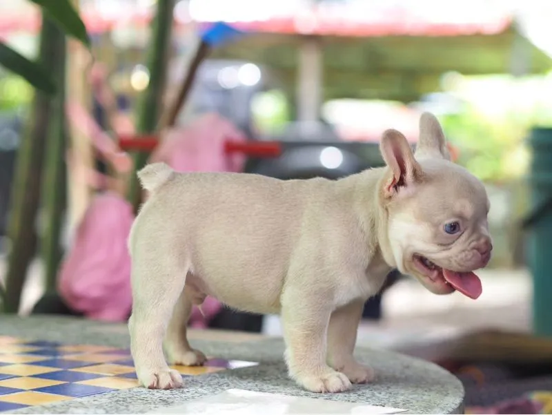 เฟรนบลูด้อก