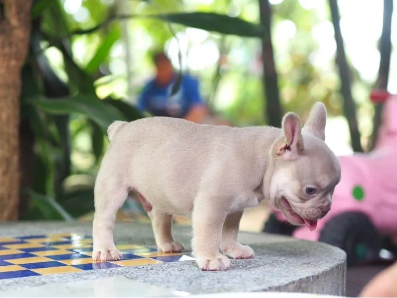 เฟรนบลูด้อก