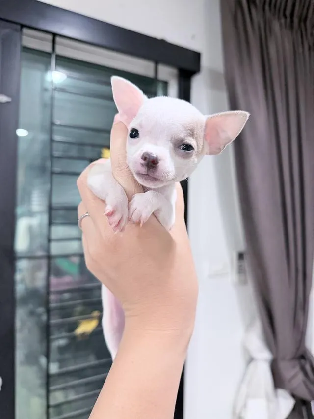 ชิวาวาแท้ขนสั้น เพศผู้ พร้อมย้ายบ้าน