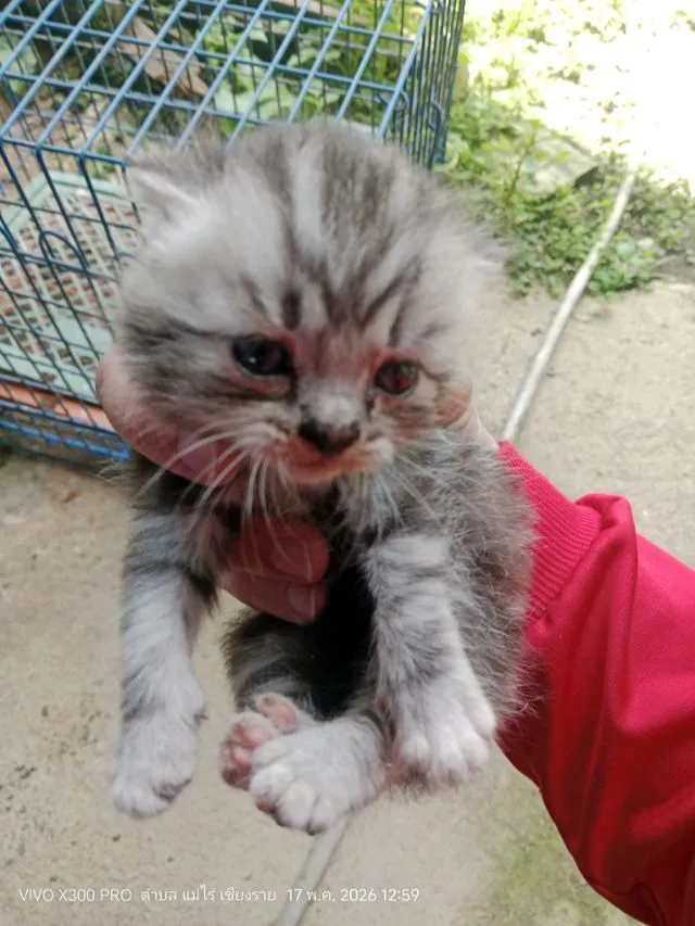 แบ่งปันแมว สก๊อตติส