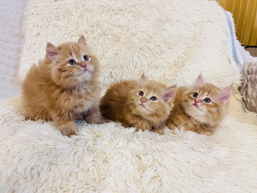 แมว เปอร์เซียสีส้ม สามสี